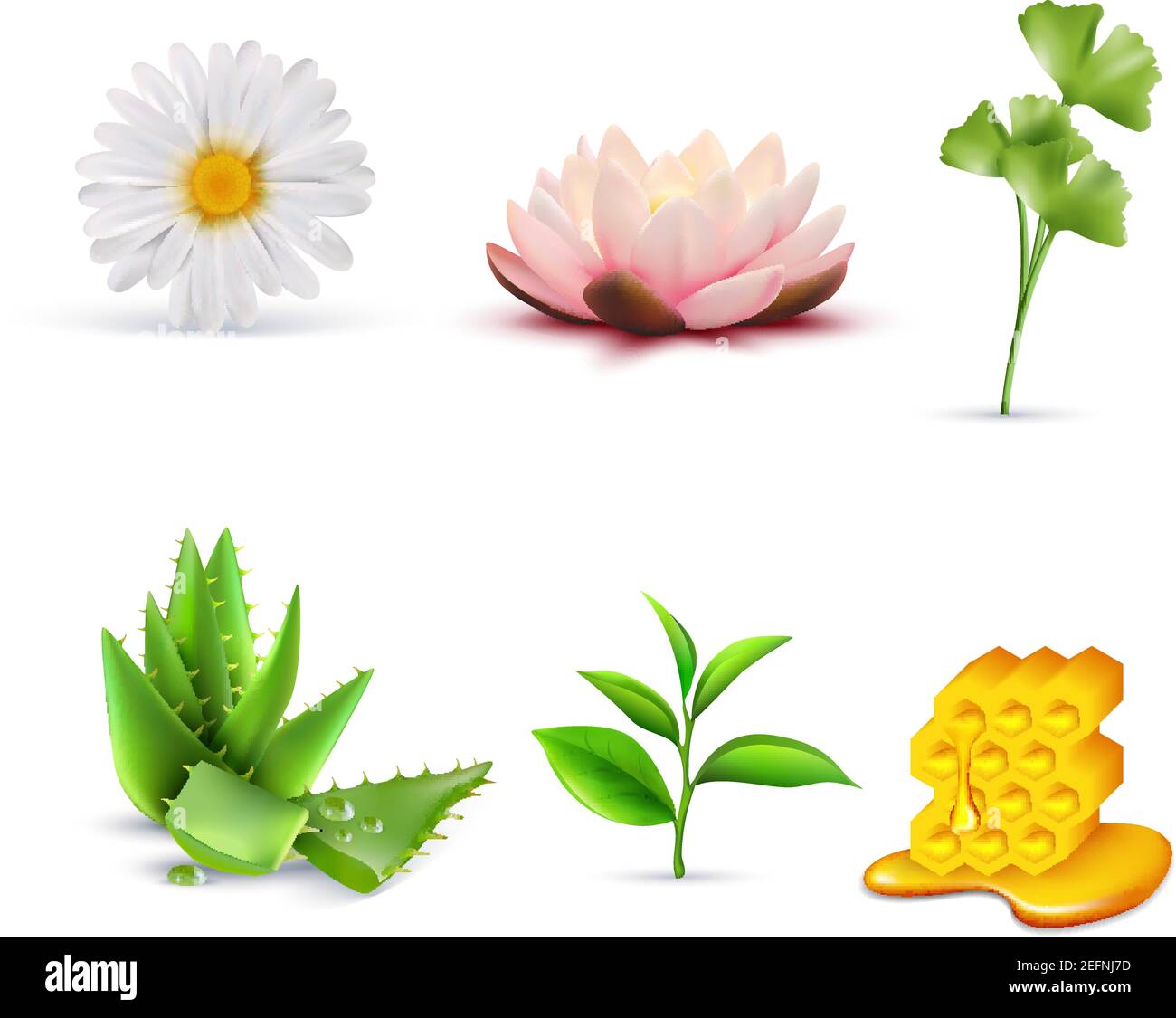 clon Aburrido Tomar conciencia Conjunto de ingredientes cosméticos orgánicos, incluyendo lotus y manzanilla  aloe vera té verde y miel ilustración vectorial aislada Imagen Vector de  stock - Alamy