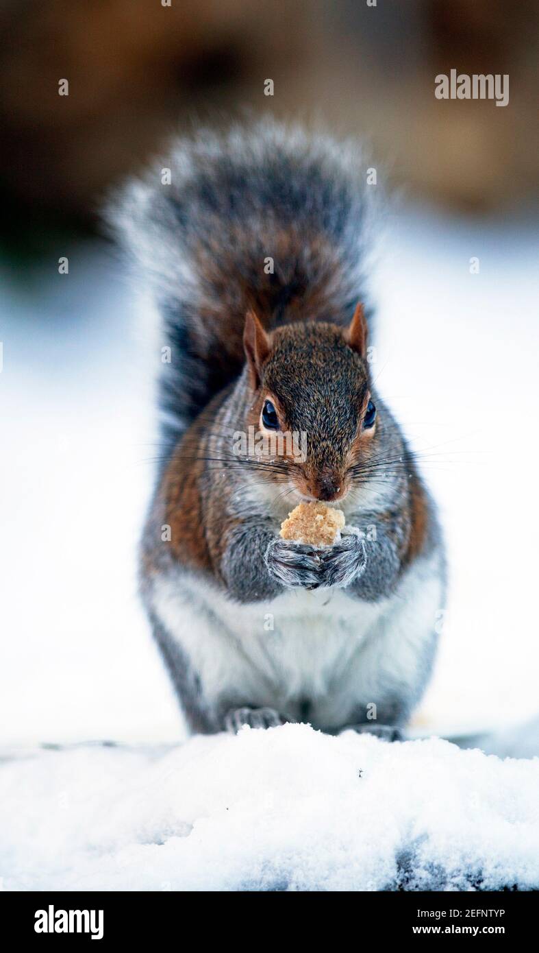 La ardilla gris ( Sciurus carolinensis ) alimentándose en la nieve en un jardín durante el invierno, Kent, Inglaterra Foto de stock