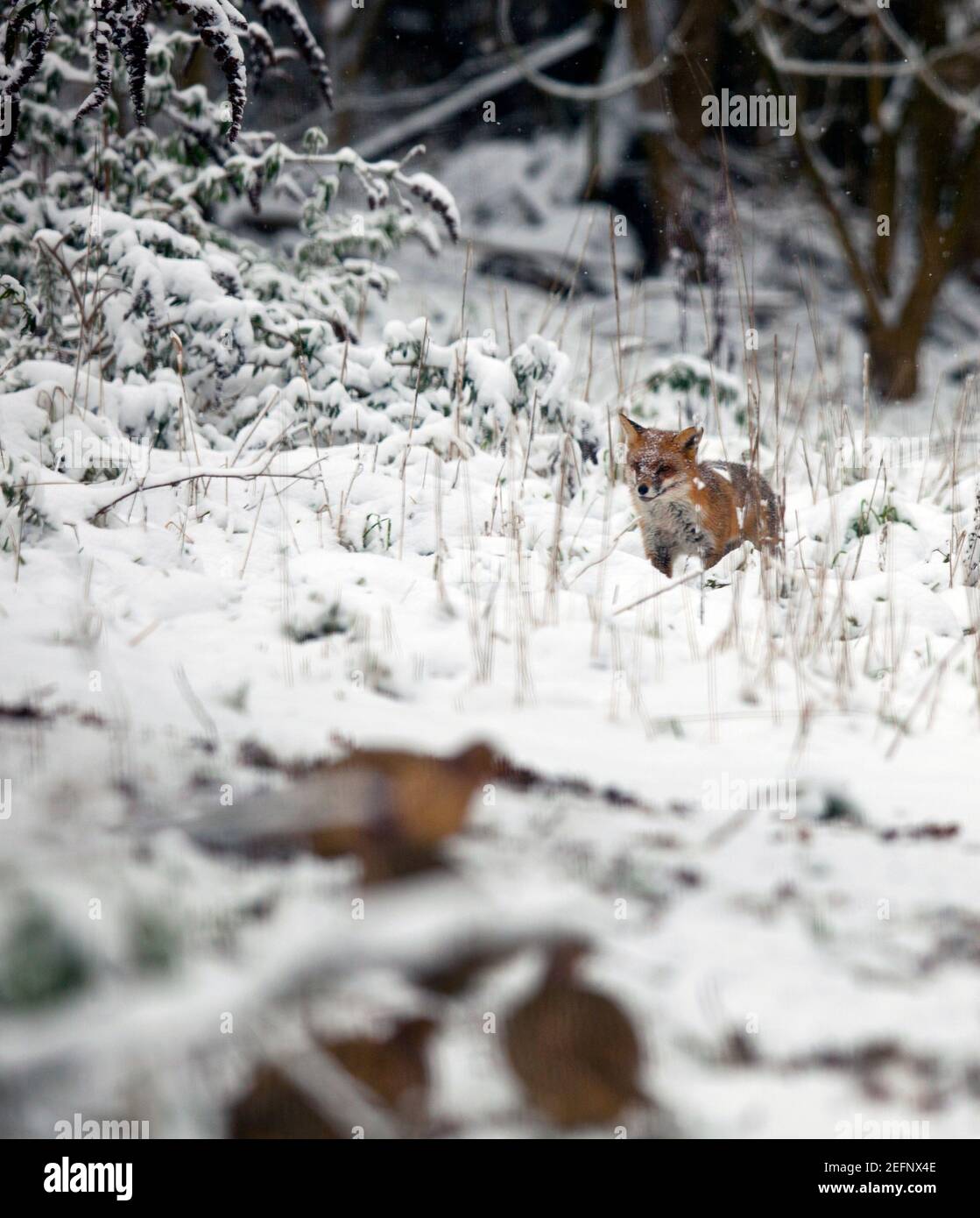 Un zorro ( vulpes vulpes ) caminando por el campo cubierto de nieve en Kent, Reino Unido. En primer plano se muestran los faisanes. Enero de 2021 Foto de stock
