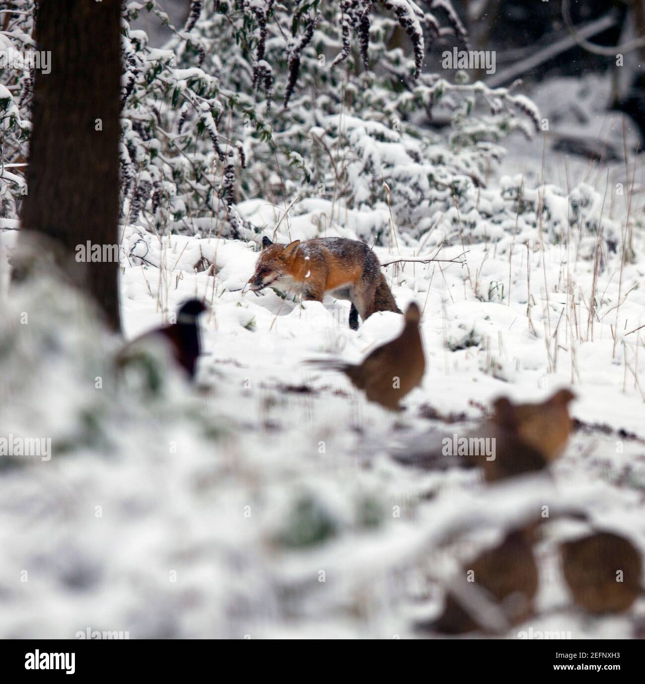 Un zorro ( vulpes vulpes ) caminando por el campo cubierto de nieve en Kent, Reino Unido. En primer plano se muestran los faisanes. Enero de 2021 Foto de stock