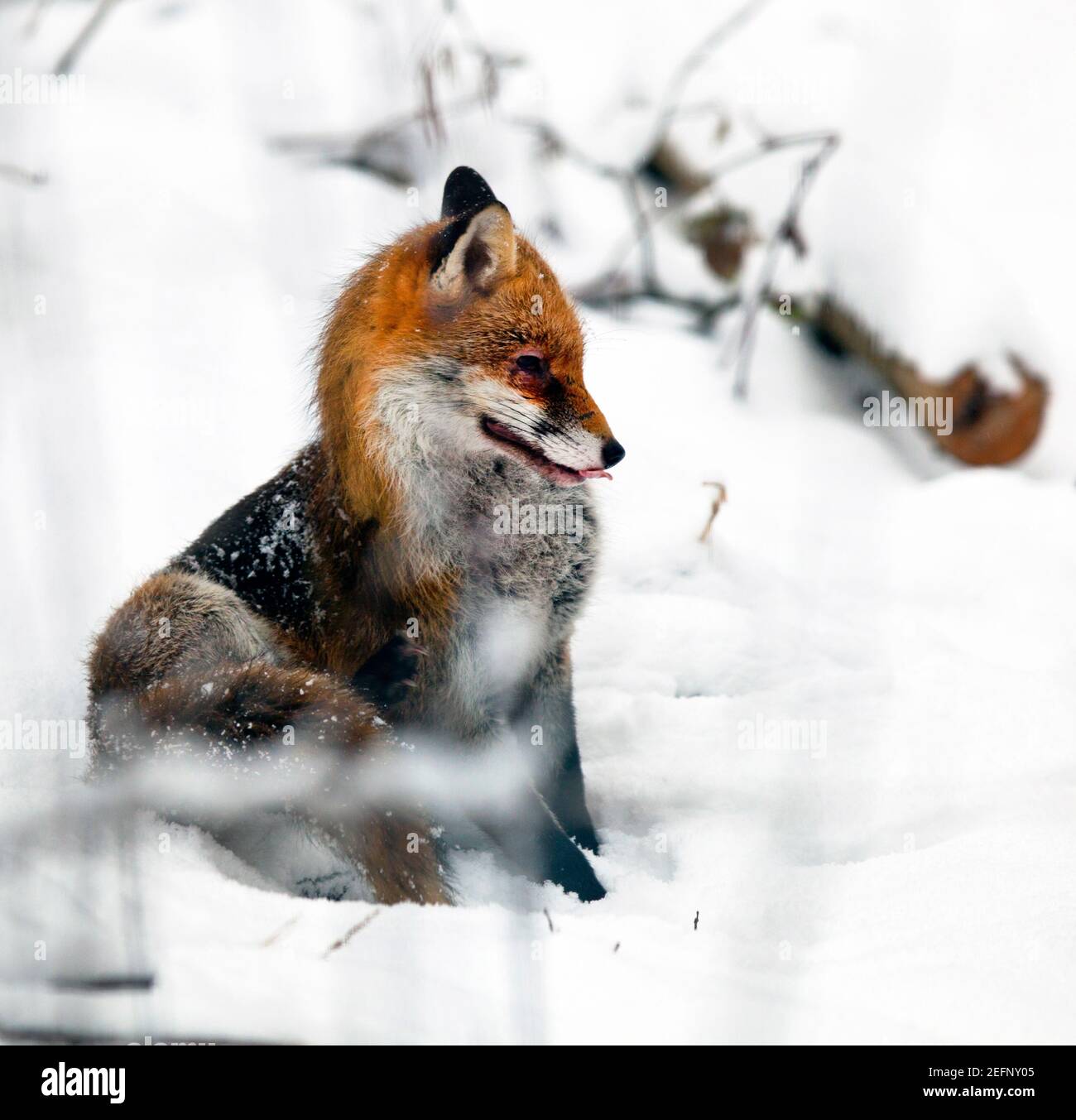 Un zorro ( vulpes vulpes ) sentado en el campo cubierto de nieve en Kent, Reino Unido, durante el invierno. Enero de 2021 Foto de stock