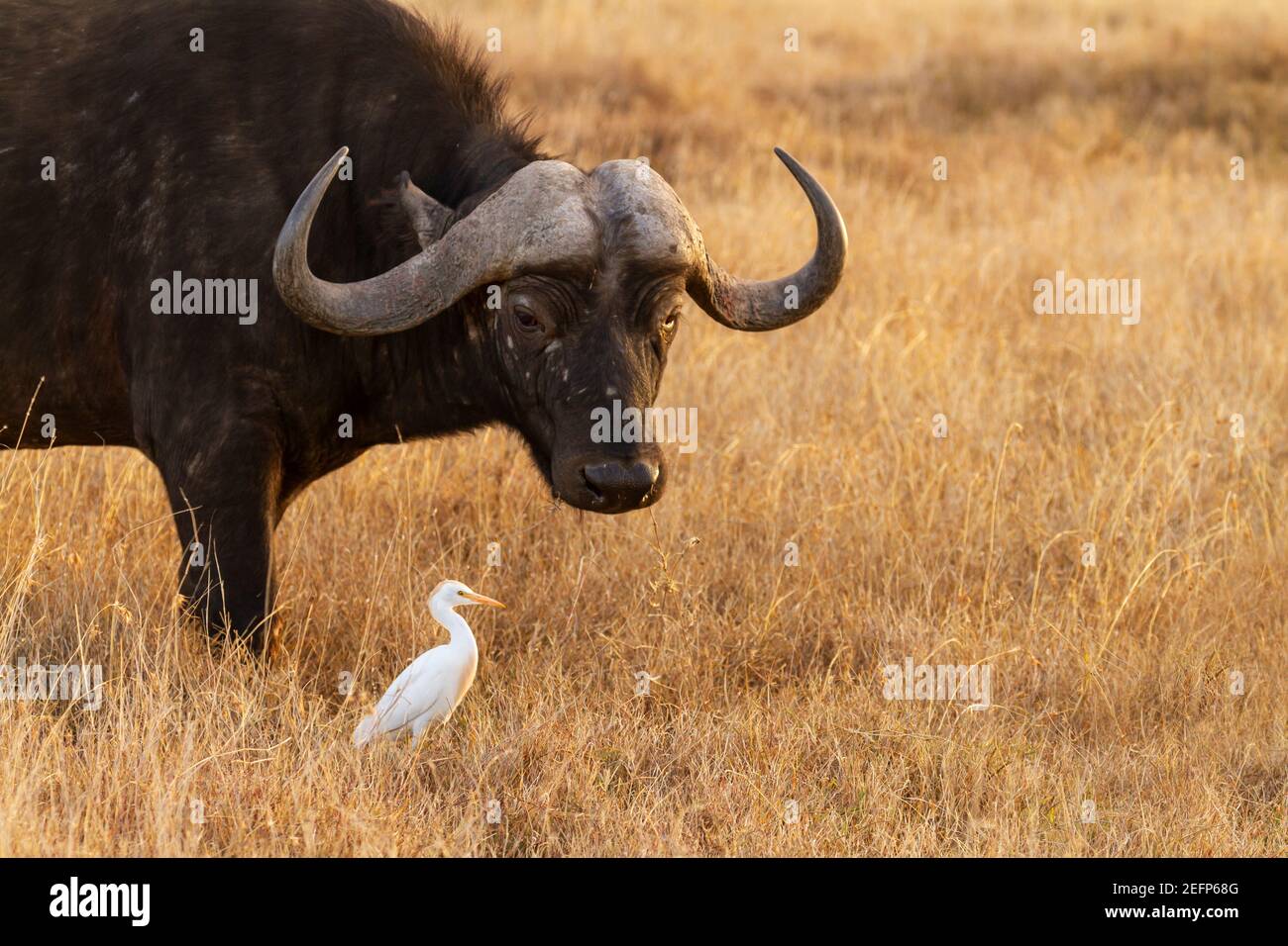 El búfalo de cabo (Syncerus caffer) da un aspecto gracioso de ojo lateral al ave de garza blanca del ganado. Reserva Nacional Maasai Mara, Kenia, África Foto de stock