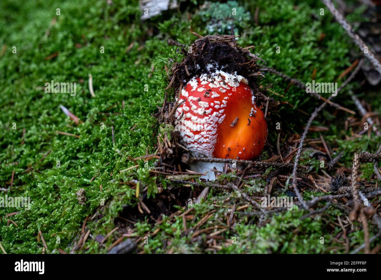 hongo venenoso amanita muscaria en suelo forestal en otoño, alemania Foto de stock