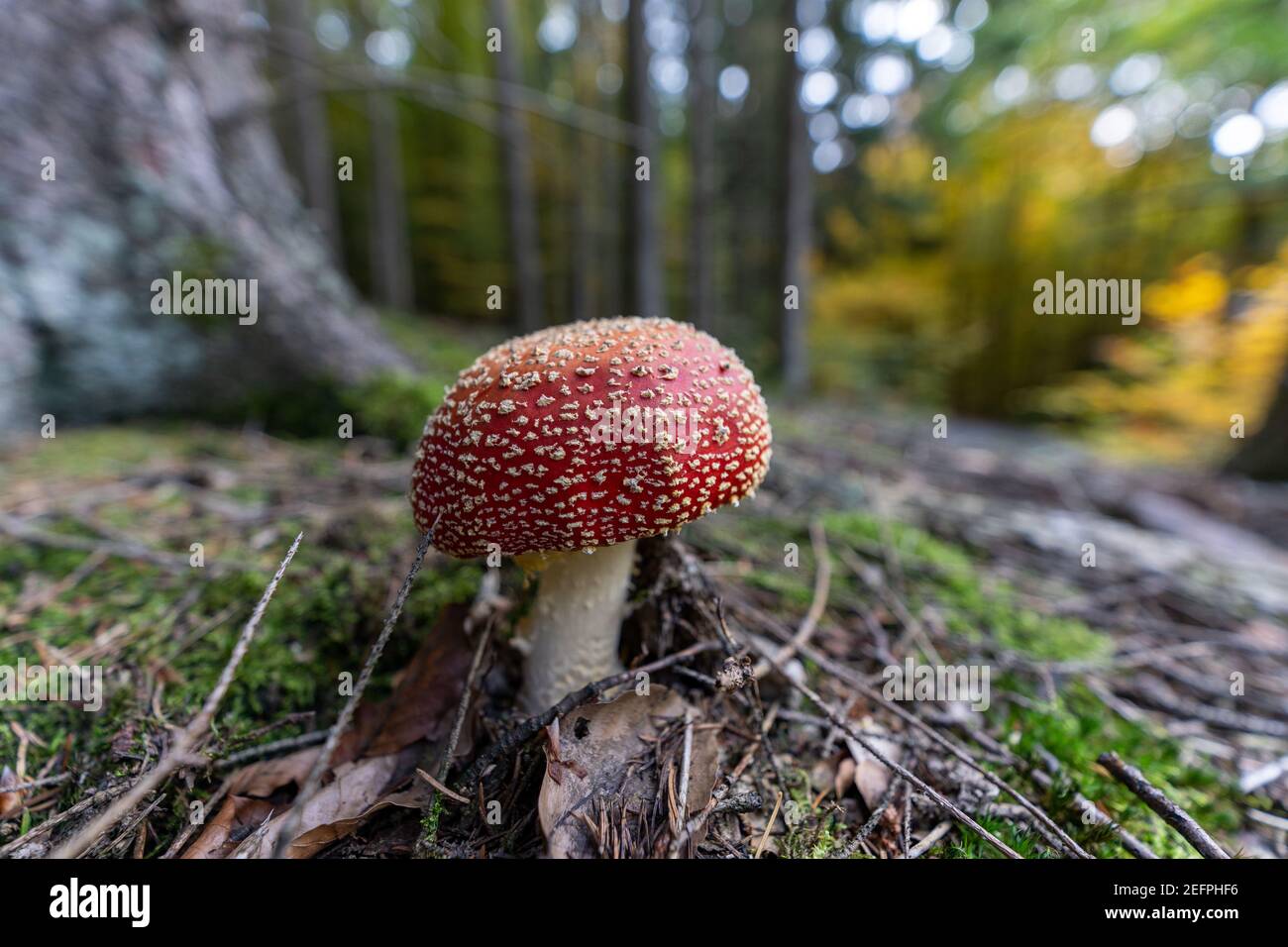 hongo venenoso amanita muscaria en suelo forestal en otoño, alemania Foto de stock