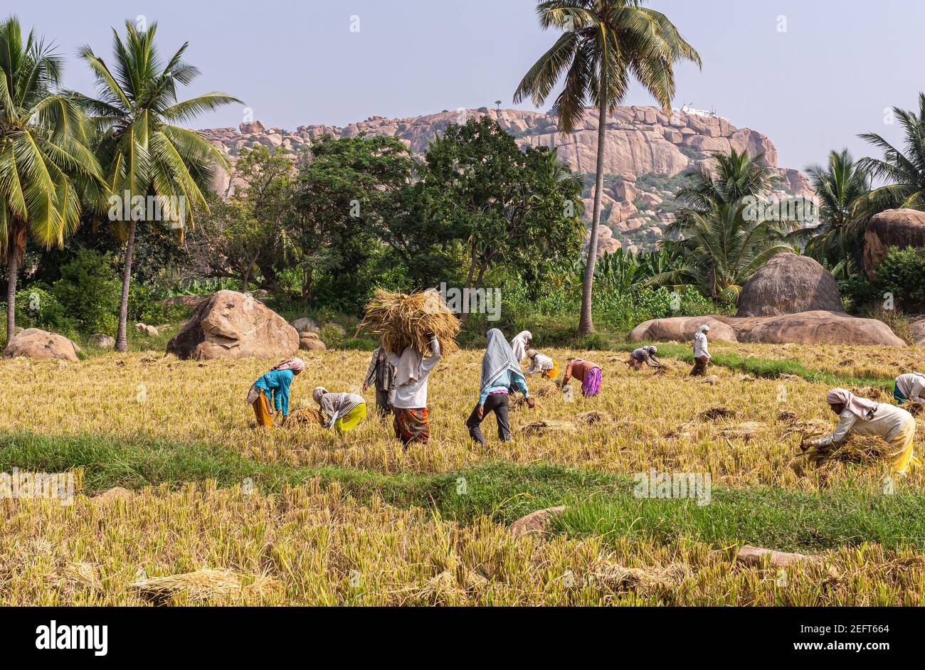 Hunumanahalli, Karnataka, India - 9 de noviembre de 2013: Puesto que las parcelas son demasiado pequeñas, el grupo de personas cosecha arroz en el paisaje con árboles verdes y beis bould Foto de stock