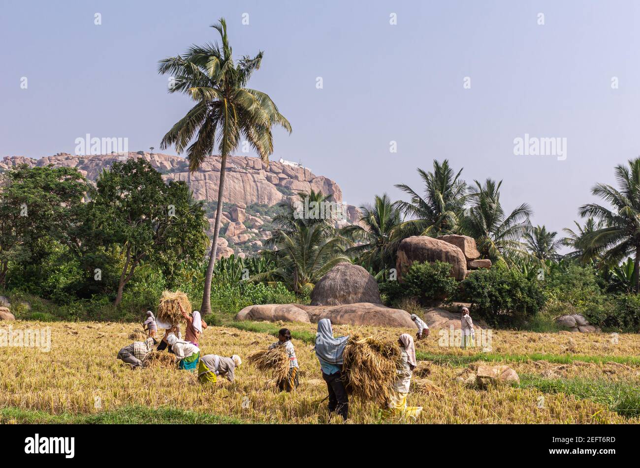 Hunumanahalli, Karnataka, India - 9 de noviembre de 2013: Ya que las parcelas son demasiado pequeñas, grupo de personas se bate paja de arroz en el paisaje con árboles verdes y beige Foto de stock