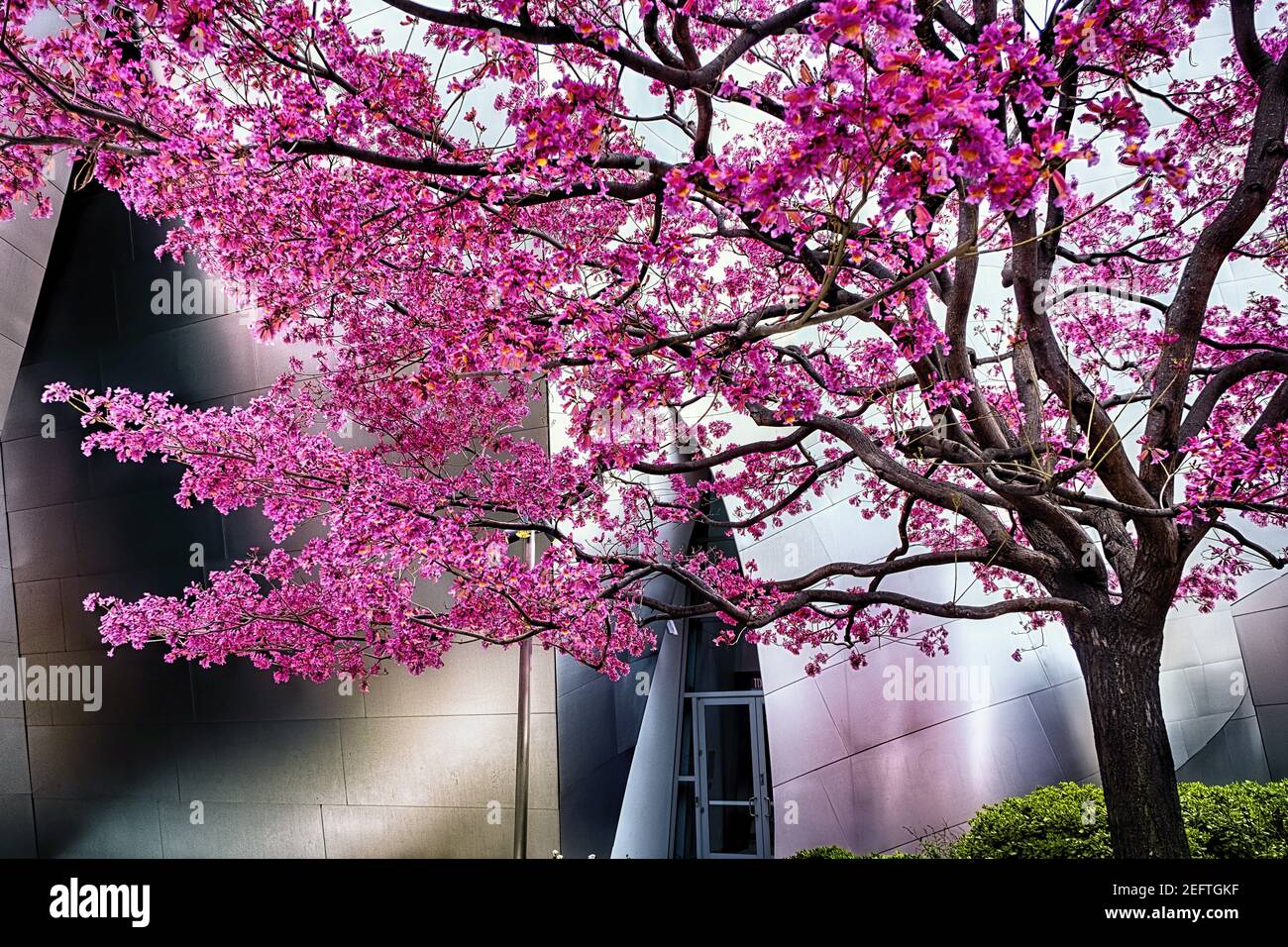 La cereza japonesa florece en el Walt Disney Concert Hall, los Ángeles, California Foto de stock