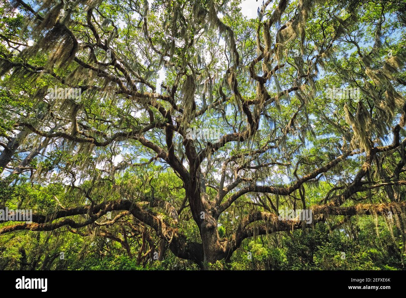 Live Oak Tree Canopy con musgo español, Charleston, Sout Carolina Foto de stock