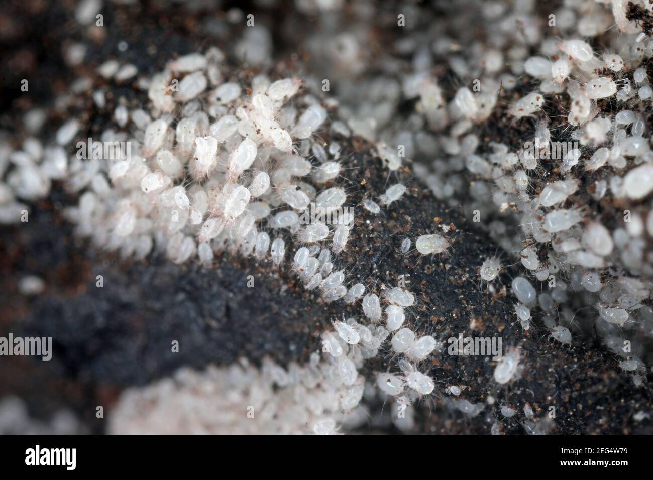 ácaros del polvo doméstico fotografías e imágenes de alta resolución - Alamy