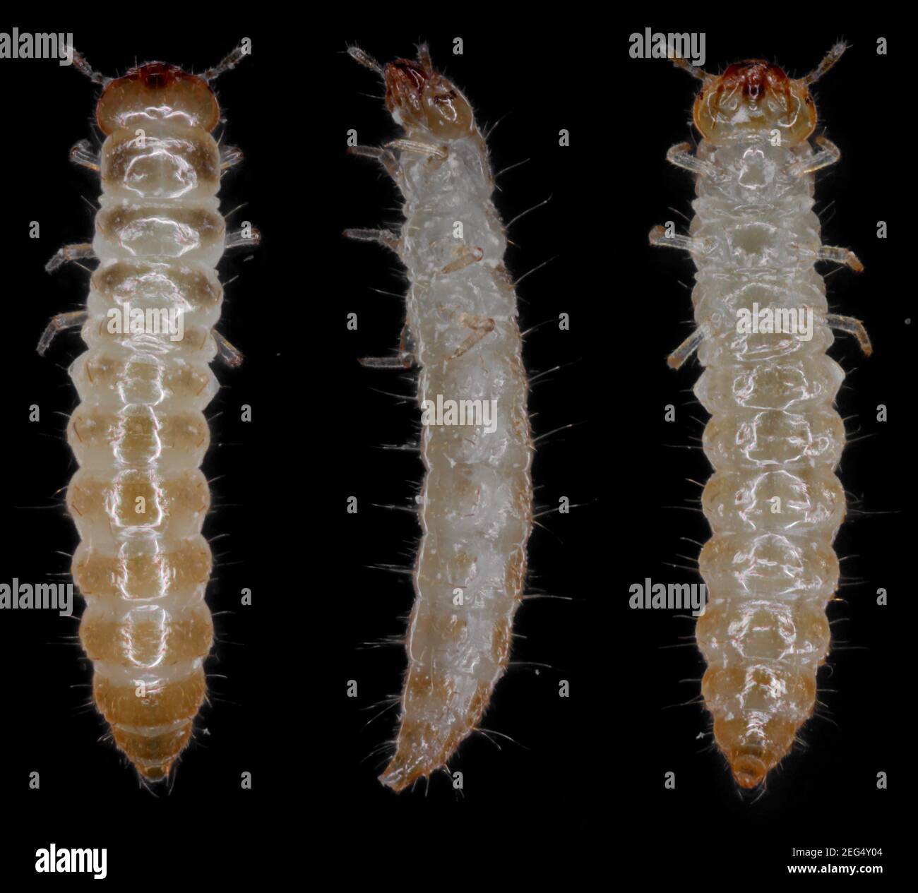 Larva del escarabajo de grano serrado Oryzaephilus surinamensis Cucujidae. Es una plaga común en todo el mundo de los granos y productos de grano. Foto de stock