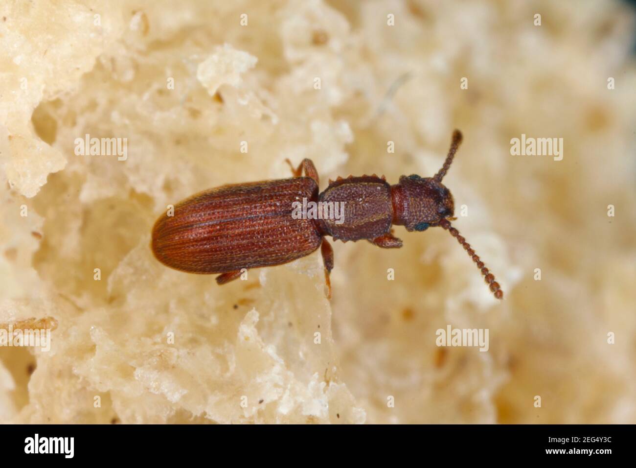 El escarabajo de grano serrado Oryzaephilus surinamensis es un insecto de la familia Cucujidae. Es una plaga común en todo el mundo de los granos y productos de grano Foto de stock