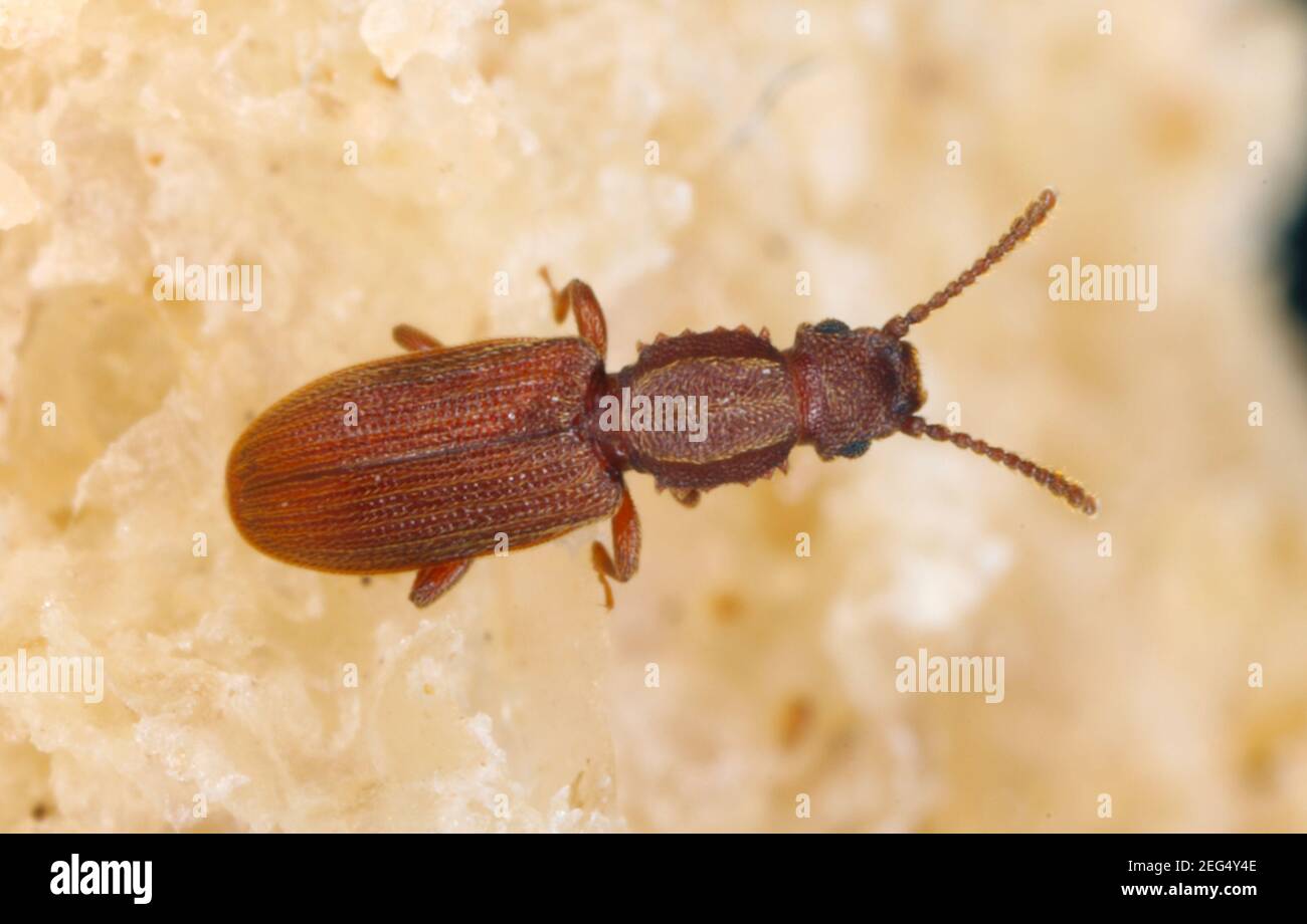 El escarabajo de grano serrado Oryzaephilus surinamensis es un insecto de la familia Cucujidae. Es una plaga común en todo el mundo de los granos y productos de grano Foto de stock