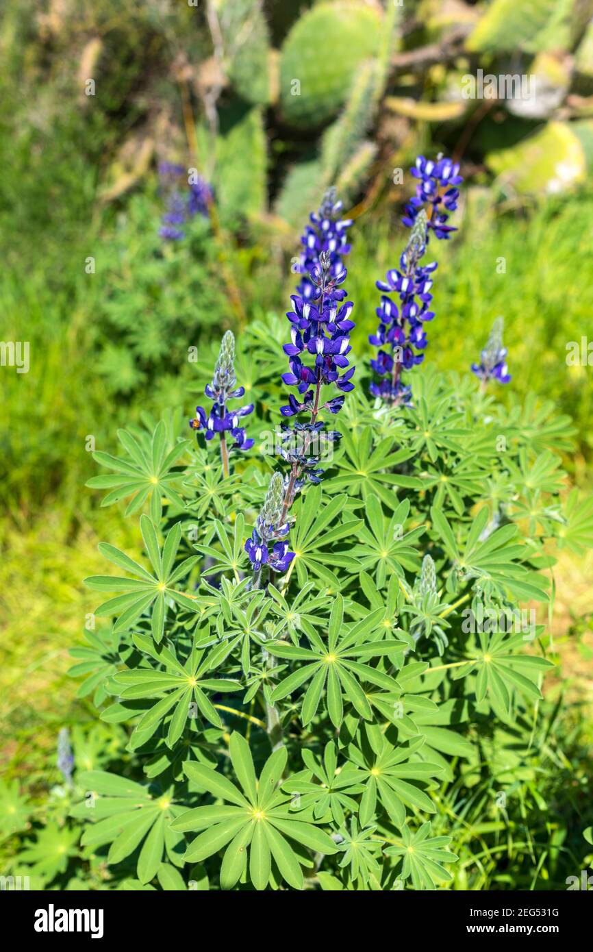 Un campo de flores de chocho violeta silvestre en flor. Israel Fotografía de stock - Alamy Un campo de flores de chocho violeta silvestre en flor. Israel Fotografía de stock - Alamy