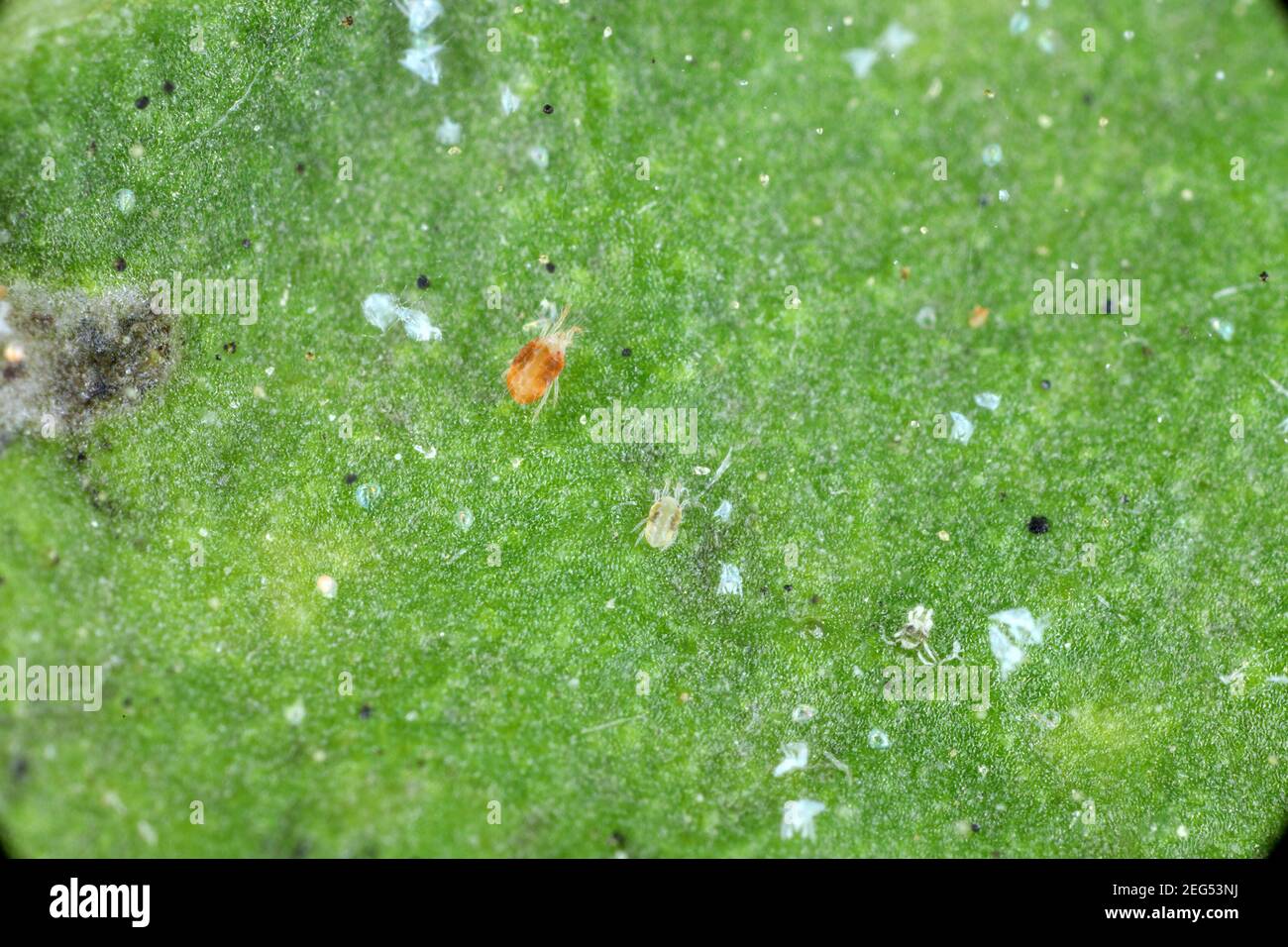 Primer plano de una masa de ácaros de la araña roja (Tetranychus urticae) en la hoja. Exudviae visible, huevos, heces, telarañas y células vegetales dañadas. Foto de stock