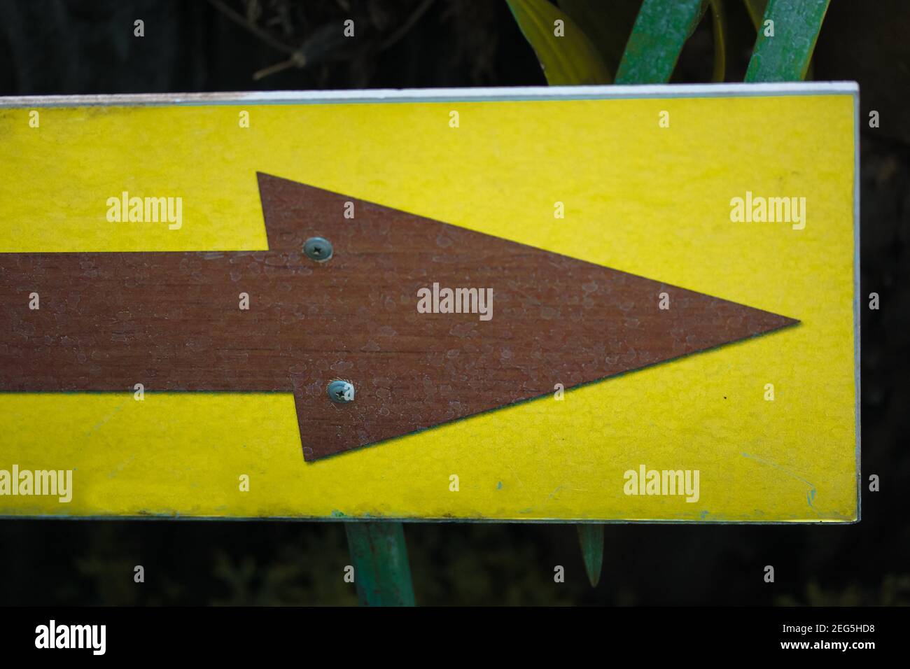Signo de flecha de madera amarilla en blanco que apunta a la entrada de un jardín botánico, invernadero o selva. Plantas tropicales verdes en el fondo Foto de stock