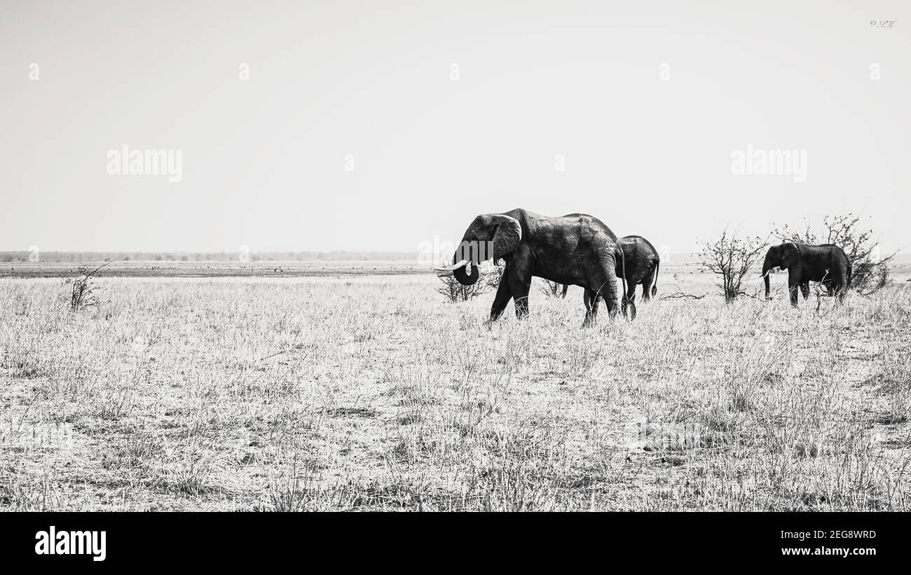 Elefantes pastando en el Parque Nacional de Liwonde, Malawi Foto de stock