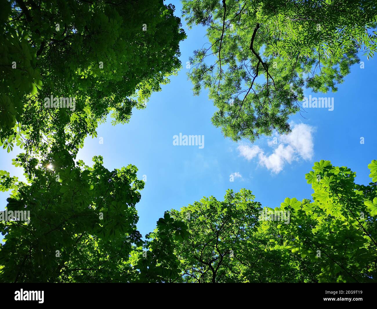 Vista hacia arriba a las coronas de los árboles verdes y el cielo azul en día soleado Foto de stock