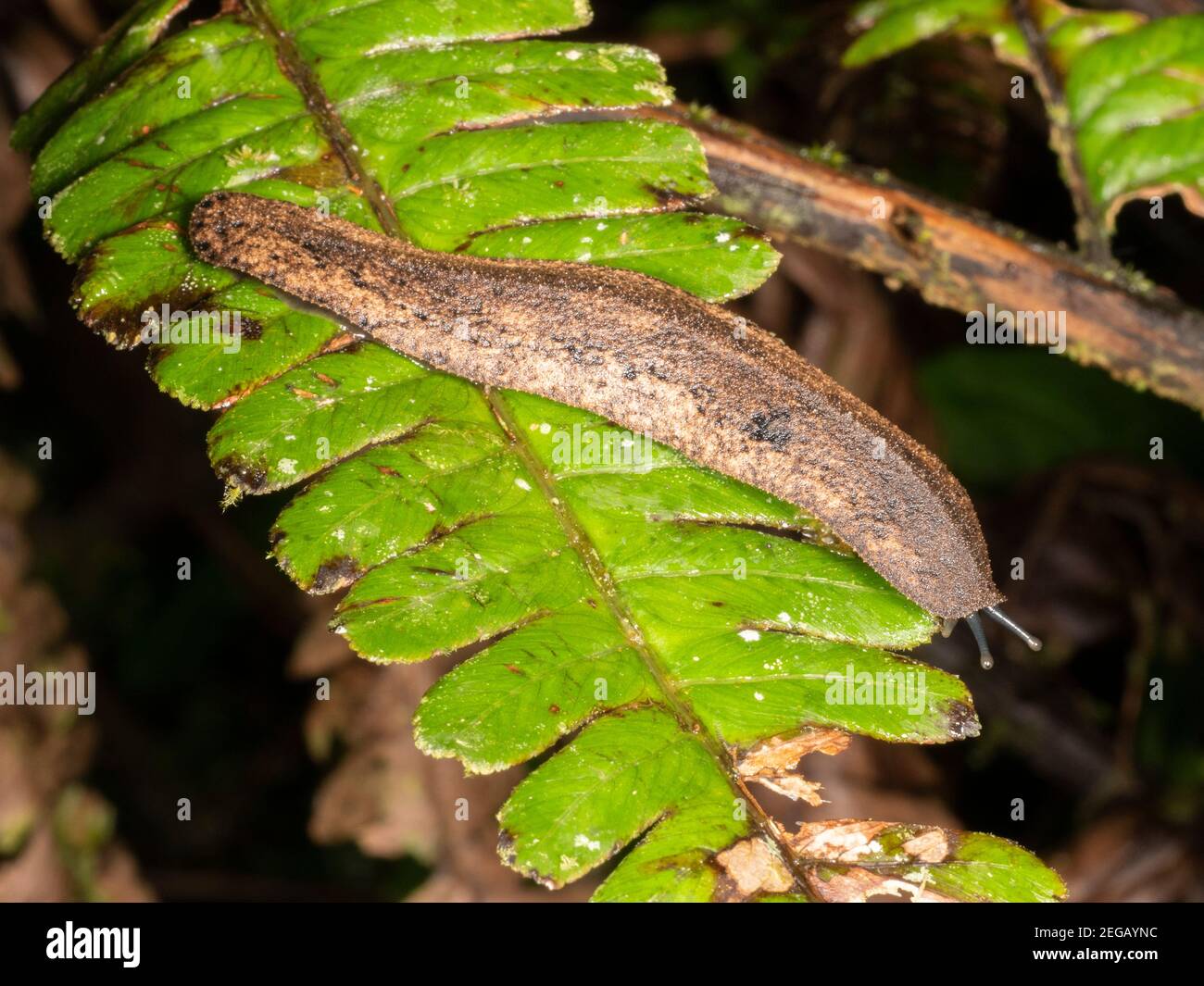 Leatherleaf Slug (Familia Veronicellidae) en un helecho en el bosque lluvioso montano cerca de Cosanga, Ecuador. Foto de stock
