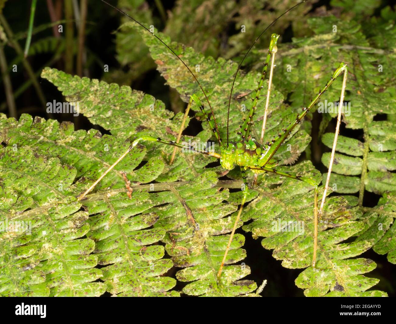 Katydid macho espinoso en un helecho en bosque lluvioso montano cerca de Cosanga, Ecuador Foto de stock