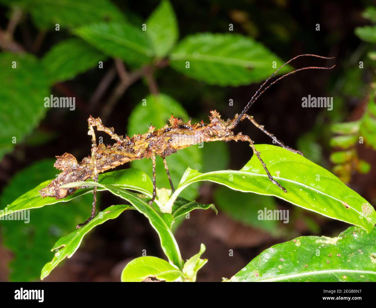 Insecto de palillo espinoso (fasmid) en la selva tropical montana por la noche cerca de Cosanga, Ecuador Foto de stock