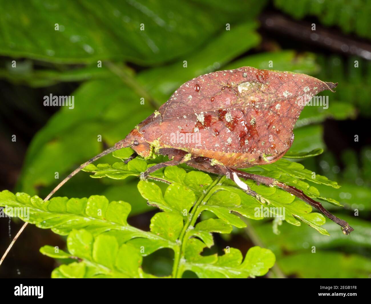 La hoja imita Katydid en el bosque lluvioso montano cerca de Cosanga, Ecuador Foto de stock