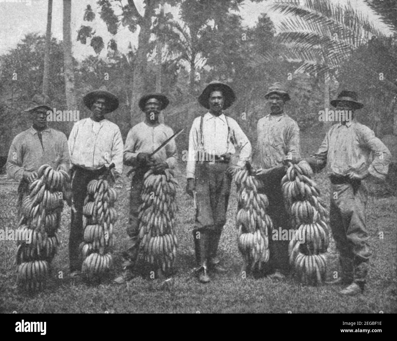 Plantacion de banano del caribe Imágenes de stock en blanco y negro Alamy