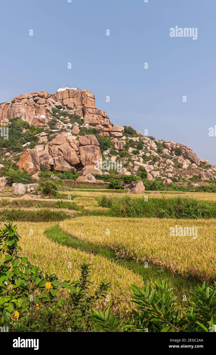 Hunumanahalli, Karnataka, India - 9 de noviembre de 2013: retrato, paisaje de arroz con hierbas verdes separaciones frente a altos acantilados de roca beige y. Foto de stock