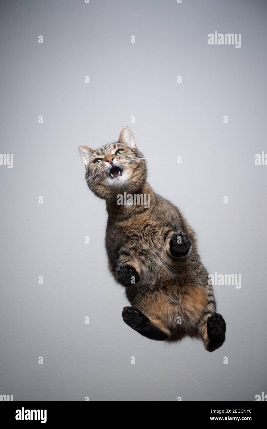 vista inferior de gato tabby de pie sobre una mesa de vidrio transparente con espacio de copia meowing Foto de stock