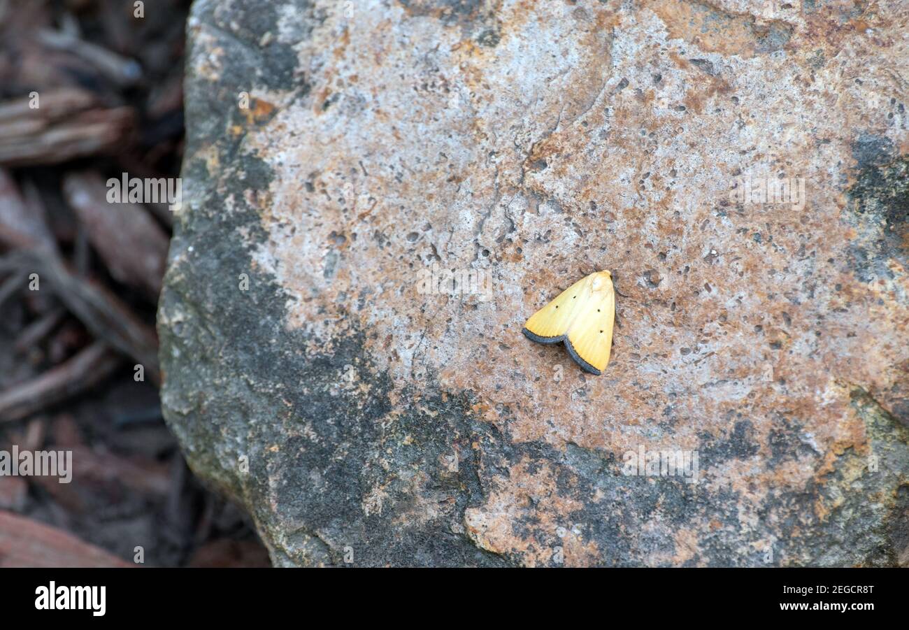 Esta bonita mariposa de limón con borde negro goza de un poco de sol, ya que descansa sobre una roca en un lecho de flores de Missouri. Efecto bokeh. Foto de stock