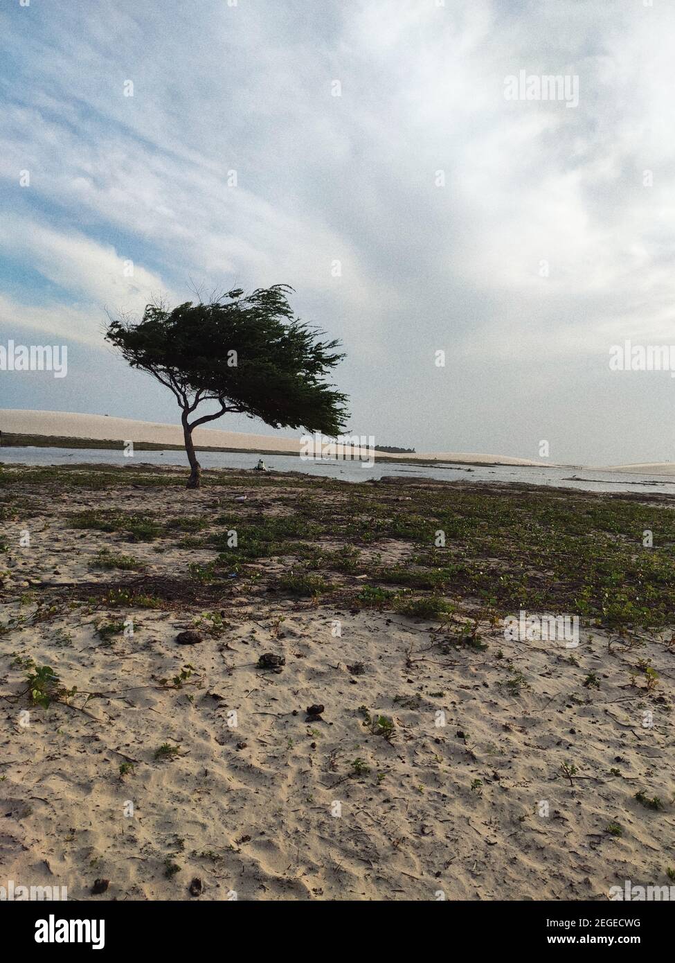 Fotos tomadas en Jericoacora - BRASIL, donde se encuentran estas maravillas, costas, playas y árboles que hacen su propia poesía. Foto de stock