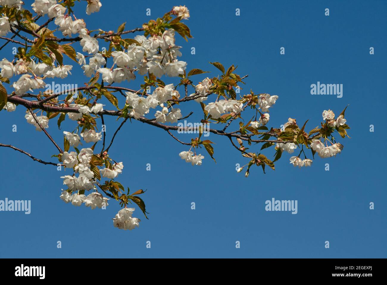Flor de cerezo floreciendo en abril en Escocia Foto de stock