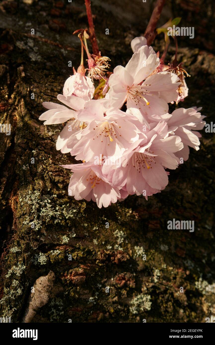 Flor de cerezo floreciendo en abril en Escocia Foto de stock