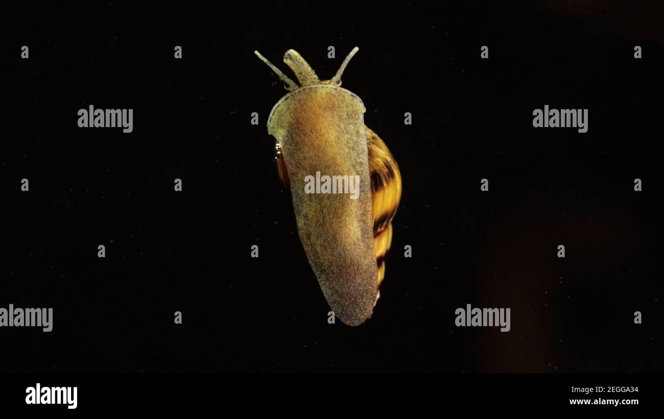 Caracol Abejorro Fotos E Imagenes De Stock Alamy