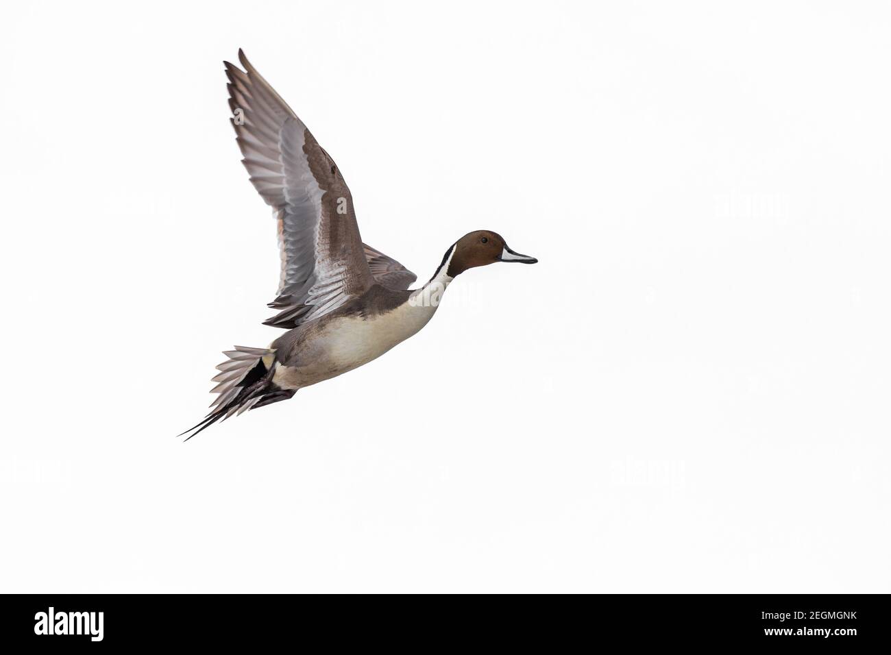 Un pato macho de cola de pino del norte ' Anas acuta ' en vuelo aislado sobre fondo blanco Foto de stock