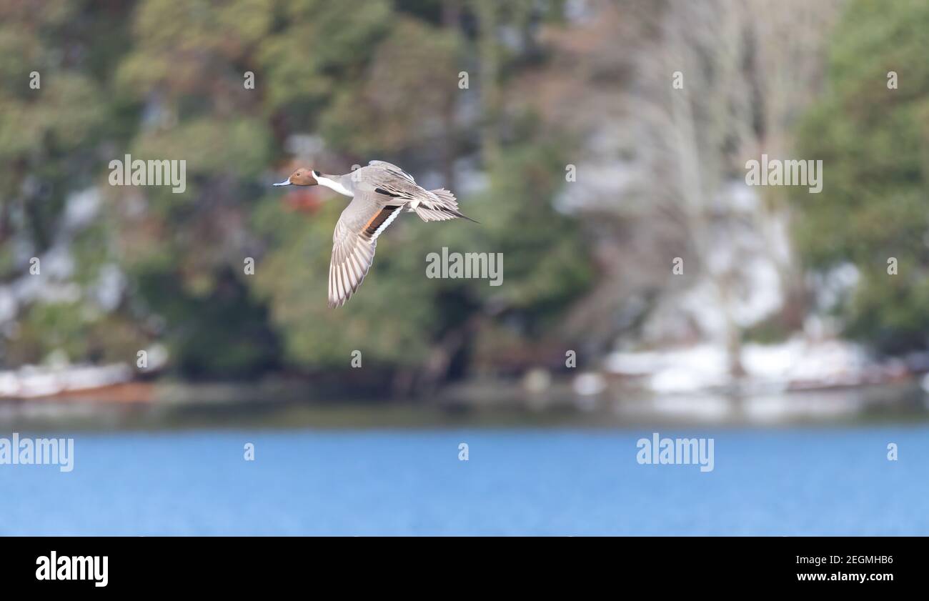 Un pato macho de cola de pino del norte ' Anas acuta ' vuela sobre un lago en Canadá. Foto de stock