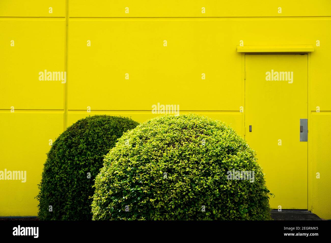 Fotografiados son plantas bien cuidadas contra una pared amarilla en los suburbios del norte de Brisbane, Australia. Foto de stock