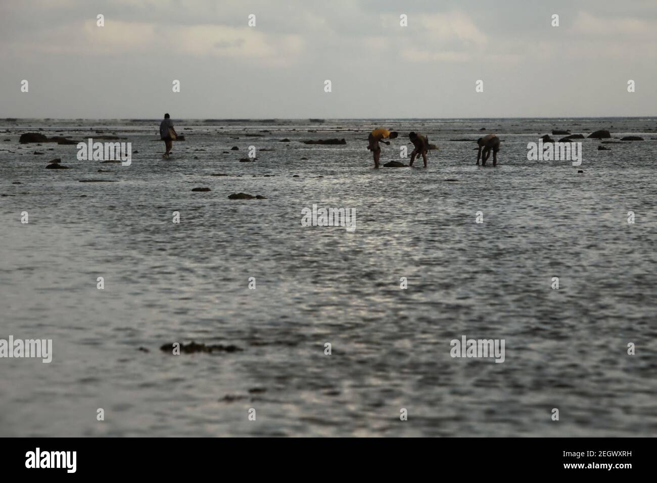 Los hombres recolectan productos del mar durante la marea baja, una fuente alternativa de alimentos estacionales en la isla de Sumba, Nusa Tenggara oriental, Indonesia. Foto de stock