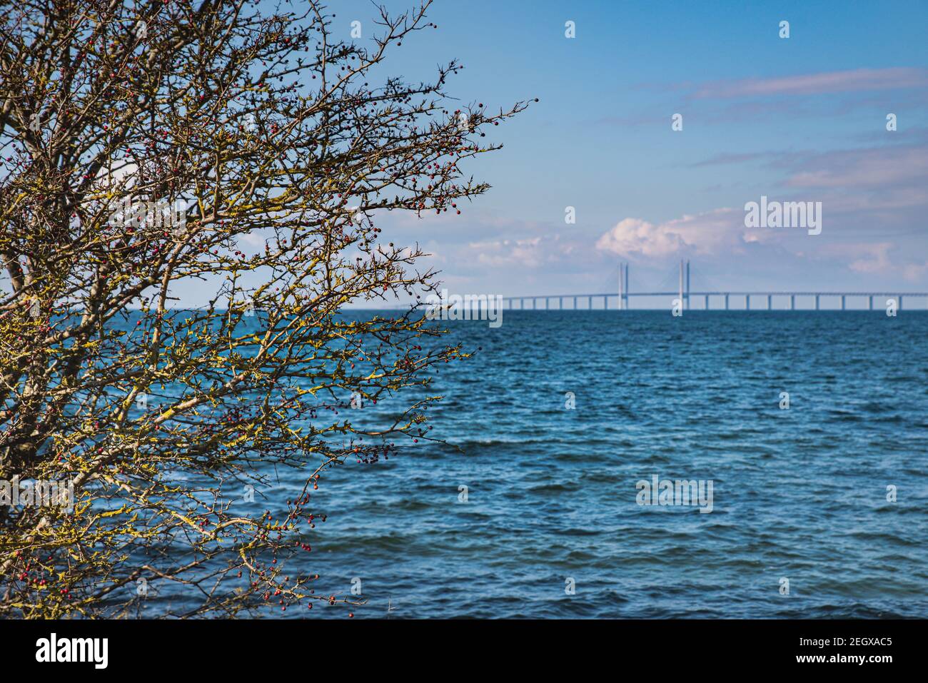 Bosque salvaje junto al mar Báltico con el Oresundsbron (Puente de Oresund) en un día soleado. El Oresundsbroen conecta Copenhague, Dinamarca con Malmo, Skane Foto de stock
