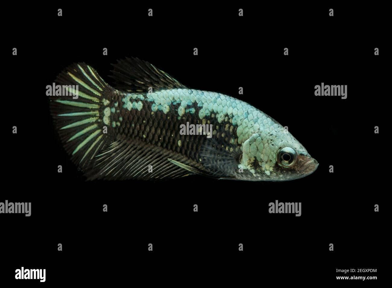 Betta Samurai Negro Halfmoon Plakat lucha peces salpican sobre fondo negro  Fotografía de stock - Alamy