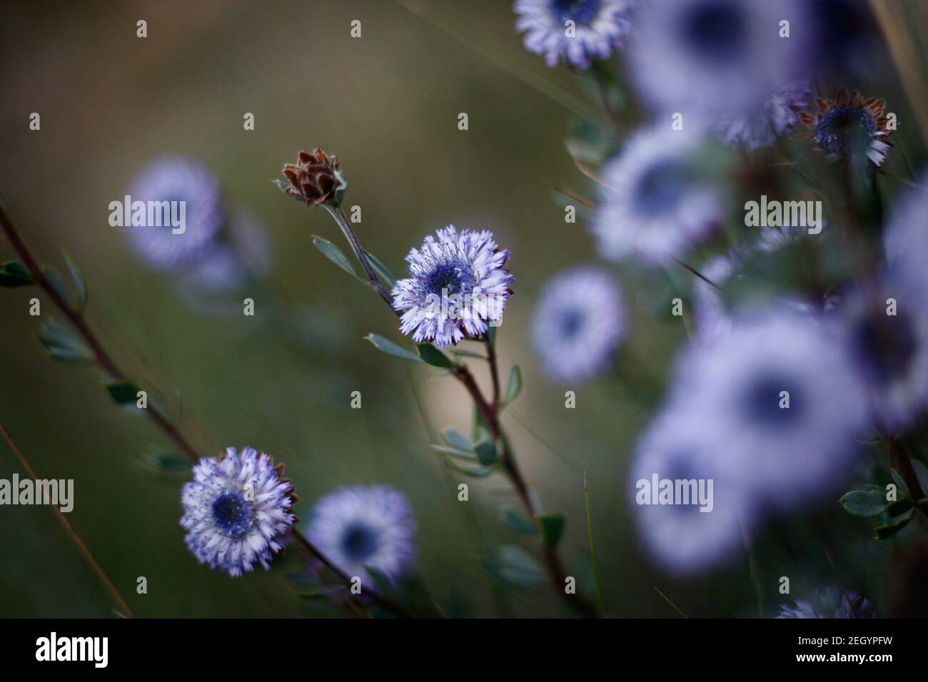 Azul flor Globularia alylum nativa de la cuenca mediterránea en Grecia, Francia, Italia, España y el norte de África donde coloniza rocas y seco y. Foto de stock