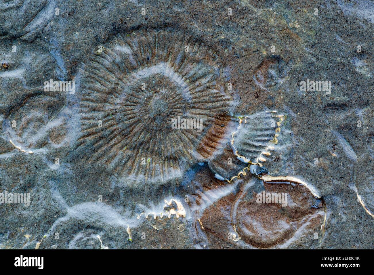 Ammonita moho fósil. Como especie se extinguieron al mismo tiempo que los dinosaurios, hace 65 millones de años, pero una vez fueron habitantes comunes de t Foto de stock