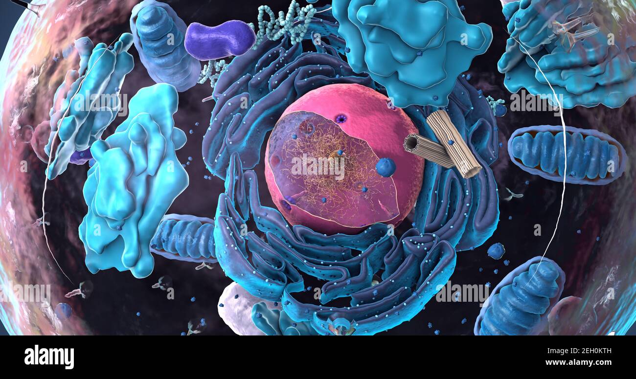 Componentes de células eucariotas, núcleo y organelos y membrana plasmática - ilustración 3d Foto de stock