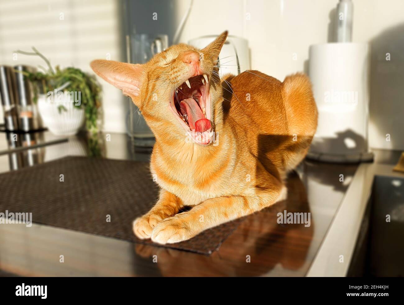 El retrato del gato rojo oriental está bostezando con boca abierta y lengua hacia fuera. Foto de stock