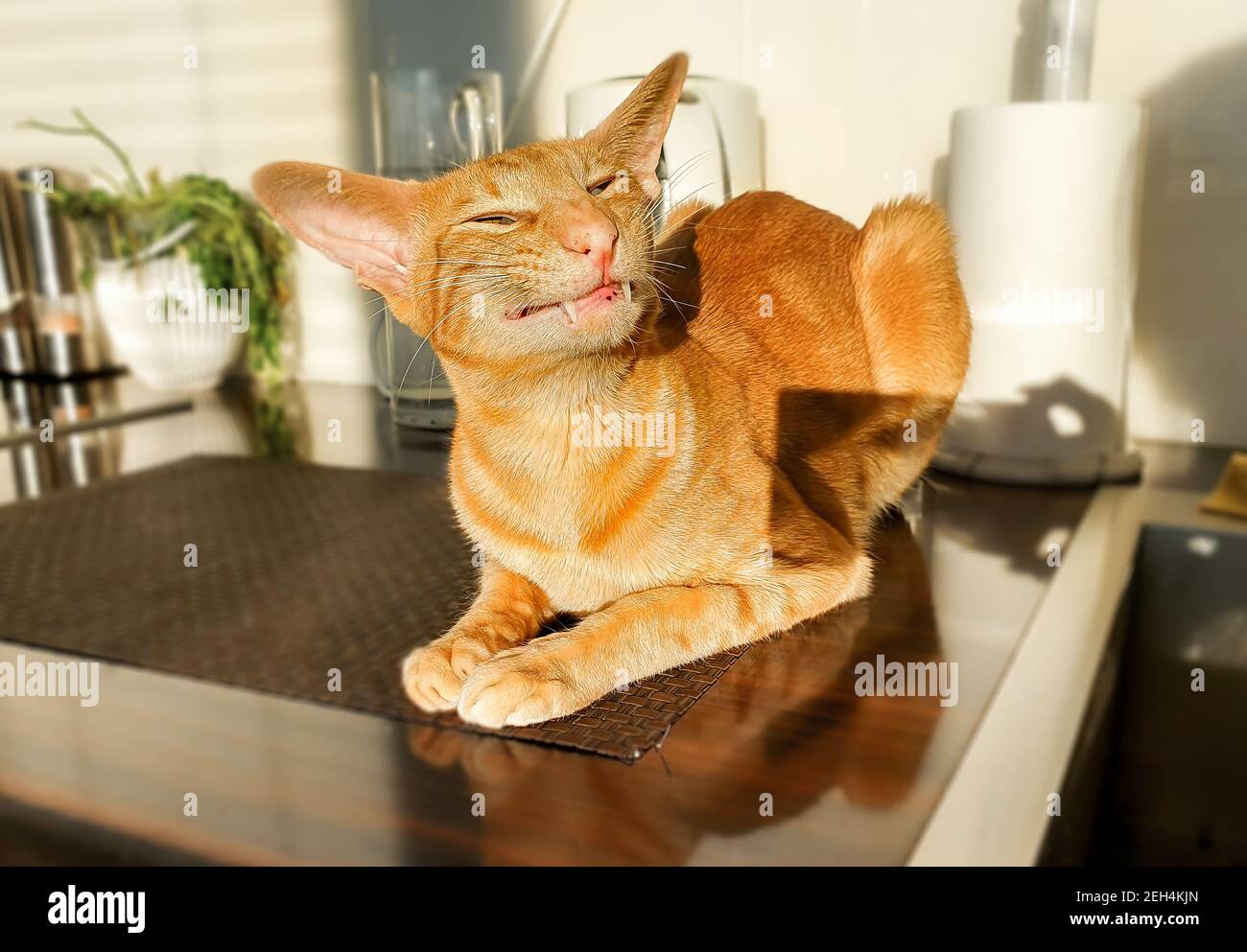 Retrato oriental de gato rojo con una sonrisa deslumbrante en la mesa de la cocina. Foto de stock