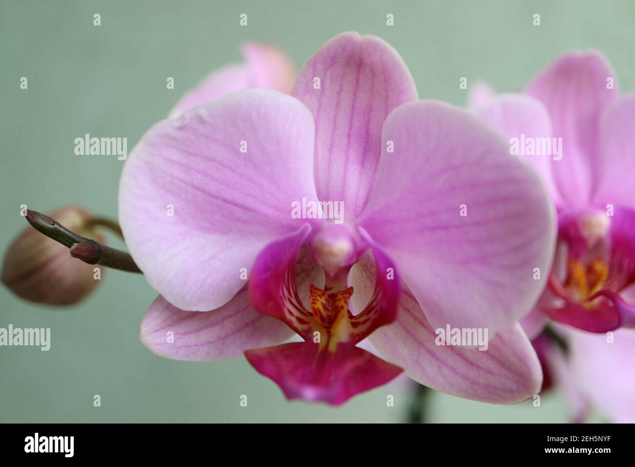 Orquídea rosa con pétalos delicados, brotes y patrones, orquídea rosa macro, cabeza de flor, belleza en la naturaleza, flor exótica, fotografía macro, imagen de stock Foto de stock