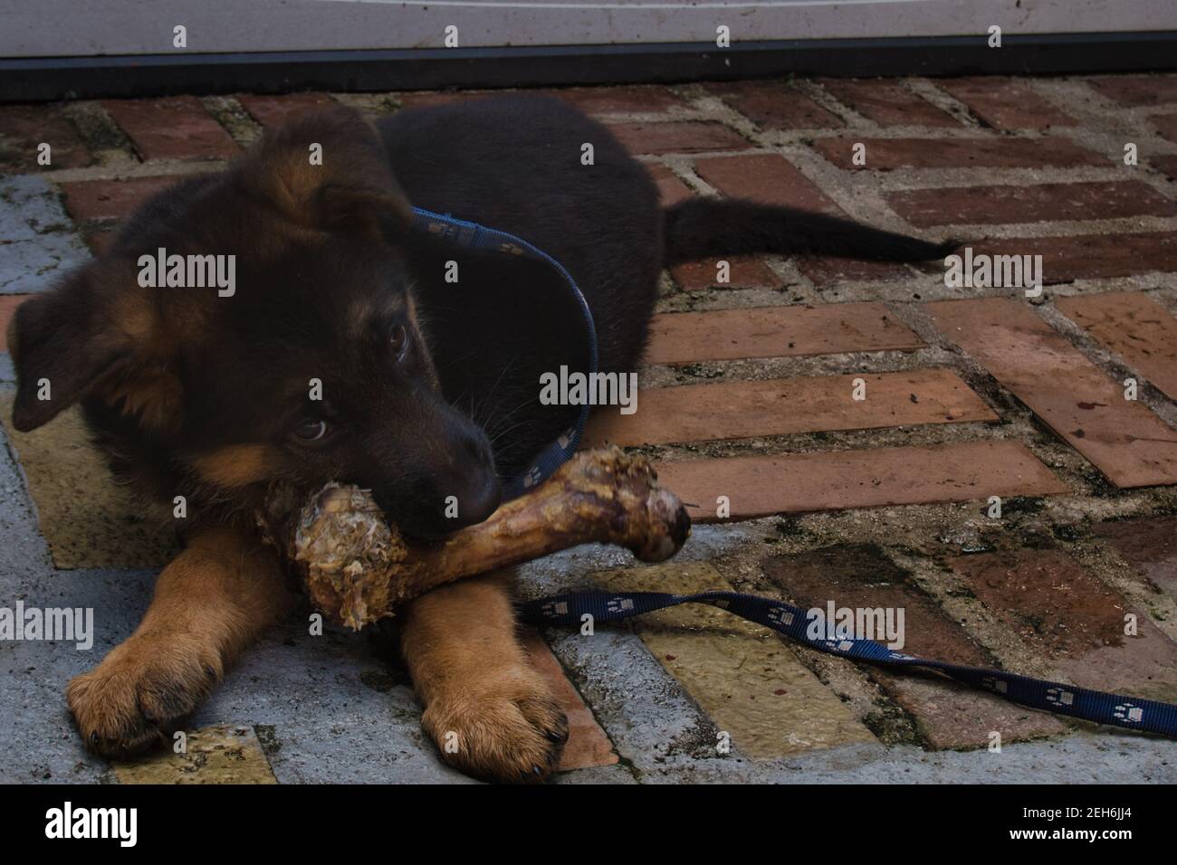 Un cachorro alemán de Shepard masticando un hueso Foto de stock