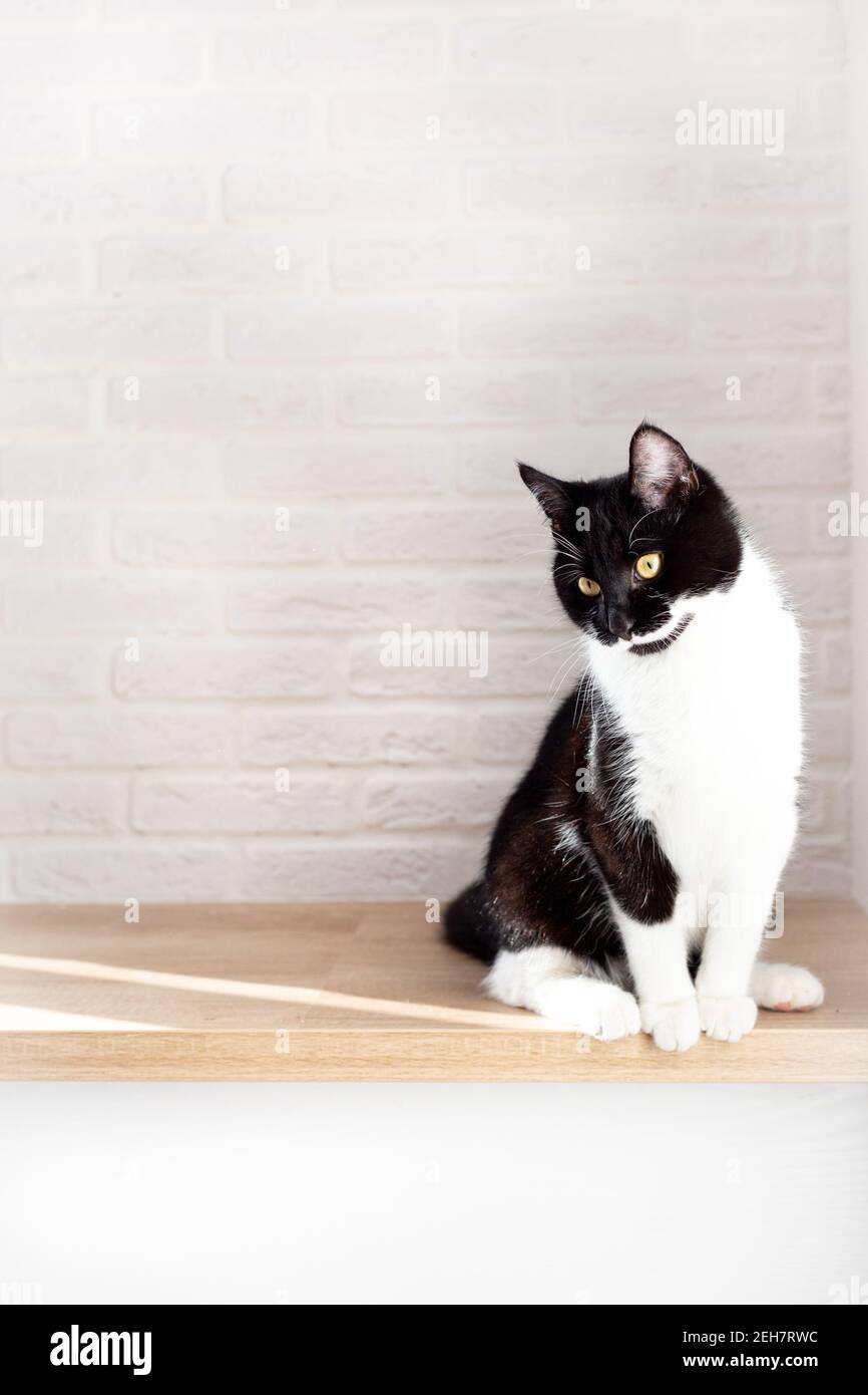 Un gato blanco y negro se sienta sobre el fondo de una pared de ladrillo blanco. Foto de stock