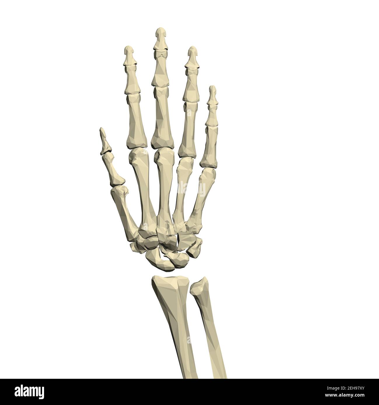 Hand illustration skeleton thumb fotografías e imágenes de alta resolución  - Alamy