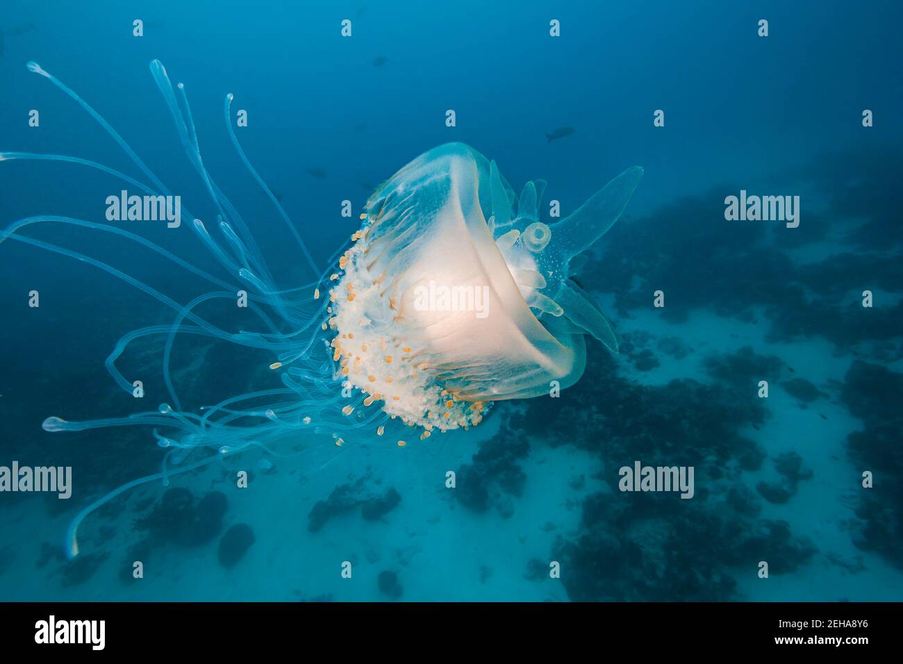 El medusa de la corona, Cephea cefea, a veces es referido como medusa de la coliflor, Palau, Micronesia. Foto de stock