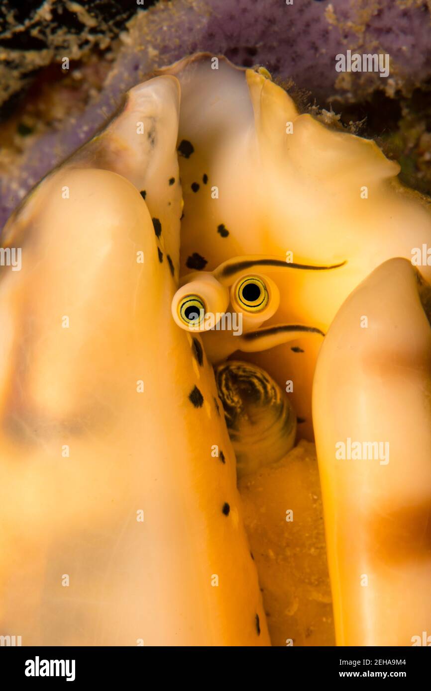 Una mirada de cerca a los ojos de existencias de un elegante caracol, léntigo pipus, Filipinas. Foto de stock